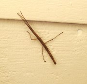 Hanging out on the back deck.